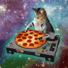 cat dj pizza yo party