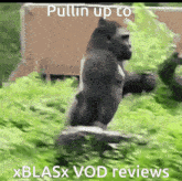 Gorilla Xblasx GIF - Gorilla Xblasx Vod Review GIFs