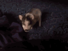 Say Hola To Isabel GIF - Pig Teacup Pig Happy GIFs