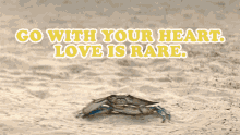 Go With Your Heart Love Is Rare Crab GIF - Go With Your Heart Love Is Rare Crab Barb And Star Go To Vista Del Mar GIFs