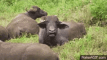 Baree Ambaa GIF - Baree Ambaa Buffalo GIFs