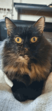 Surprise Cat GIF - Surprise Cat Wtf GIFs