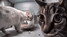 Cat Stare Cat Feeder GIF - Cat Stare Cat Feeder Cat GIFs