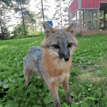 a small fox standing in the grass with a red barn in the background