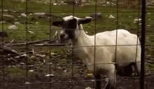 Chevre Qui Crie Goat GIF - Chevre Qui Crie Goat Shout GIFs