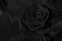 Dark Rose GIF - Dark Rose Rain GIFs