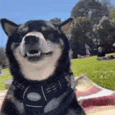 a shiba inu dog is smiling while sitting on a blanket in the grass .