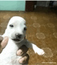 a person is holding a small white dog in their hands .