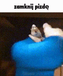 a cat is laying on a blue pillow with a caption that says zamknij pizdy