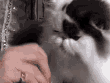 Cute Cat GIF - Cute Cat Grooming GIFs