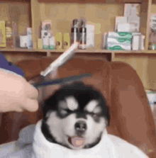 walajuku walajukuevans dog at barber dog getting haircut