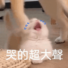 a white cat is laying on the floor with its mouth open and tears coming out of it 's eyes .