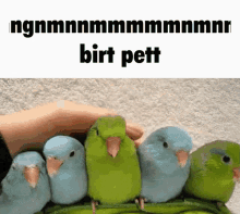 Bird Birt GIF - Bird Birt Funny GIFs