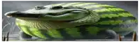 a watermelon alligator is walking in the water