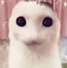 a close up of a white cat with big black eyes .