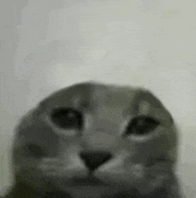 a close up of a cat 's face against a white wall .