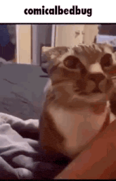 a cat is laying on a bed with its head on a person 's lap .