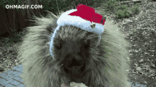 Navidad Animal GIF - Navidad Animal GIFs