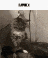 a cat is sitting on a chair with a hose attached to it .