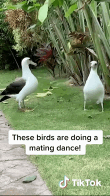 birds love mating dance