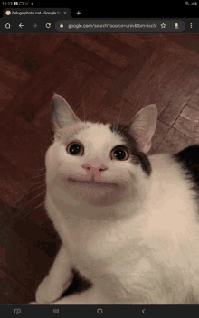 Beluga Cat GIF - Beluga Cat GIFs