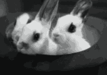 Pk08 Bunny GIF - Pk08 Bunny GIFs