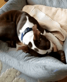 Frenchie Dog GIF - Frenchie Dog Chewing GIFs