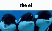 the el