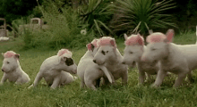 Team Aggressive But Cute Girl Gang GIF - Dogs Puppies Pink GIFs