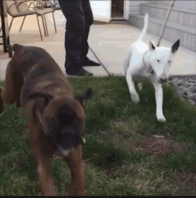 slowmotion dogs run boxer wtf