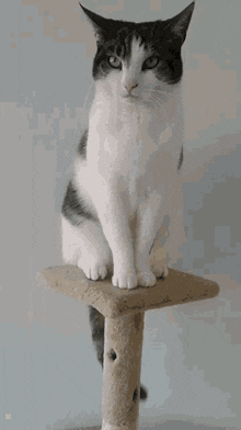 Annoyed Cat GIF - Annoyed Cat Tail GIFs