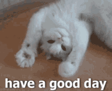 Cat Have A Good Day GIF - Cat Have A Good Day Good Day GIFs