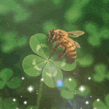 a picture of a bee on a clover with chinese writing