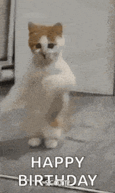 a cat is standing on its hind legs and dancing with the words `` happy birthday '' .