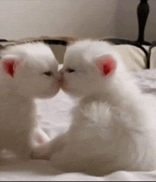 Cat Cat Kiss GIF - Cat Cat Kiss Kiss GIFs