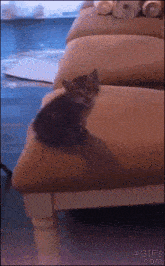 a kitten is sitting on a chair with the website 4gifs.com visible in the corner