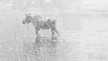 Wading Moose GIF - Wading Moose Viralhog GIFs