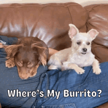 Chipotle Burrito GIF - Chipotle Burrito Dog GIFs