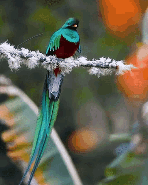 Bird Beautiful Bird GIF - Bird Beautiful Bird Nature - Discover & Share ...