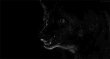 black wolf howling gif