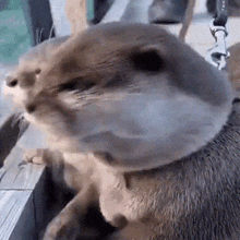 Otter Shocked GIF - Otter Shocked Animal GIFs