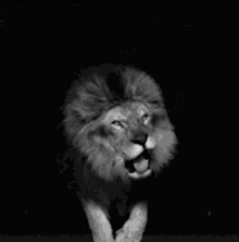 Letsroar Lion GIF - Letsroar Lion Cryptolion GIFs