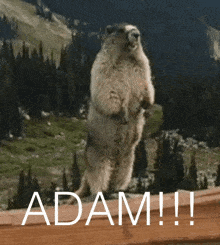 Adam Adam Groundhog GIF - Adam Adam Groundhog GIFs