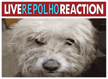 Repolho Dog GIF - Repolho Dog Live GIFs