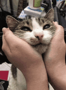 a person holds a cat 's head with their hands