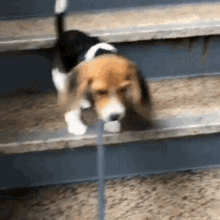 米格魯下樓初體驗 Poppy Beagle Going Downstairs For The First Time GIF - 下樓downstairs Go Down The Stairs GIFs