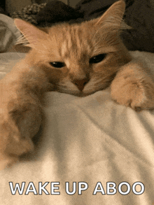 Cute Cat Sleep GIF