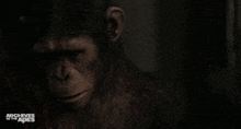 Planet Of The Apes Blue Eyes GIF - Planet Of The Apes Blue Eyes Sad GIFs