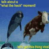 talk about a what the heck moment lets get this thing viral what the heck moment talk about a what the heck moment lets get this thing viral cow