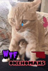 a picture of a cat and a kitten with the words wtf oklahoma on the bottom right